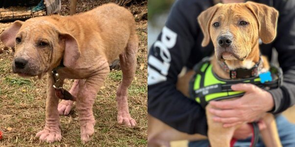 Before and after photos of Wally, a puppy who had severe mange and has been cured after PETA rescue