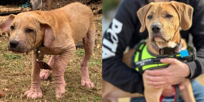 Before and after photos of Wally, a puppy who had severe mange and has been cured after PETA rescue