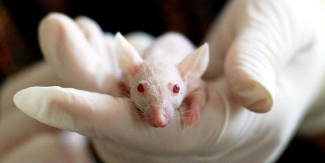 A white mouse held in a gloved hand