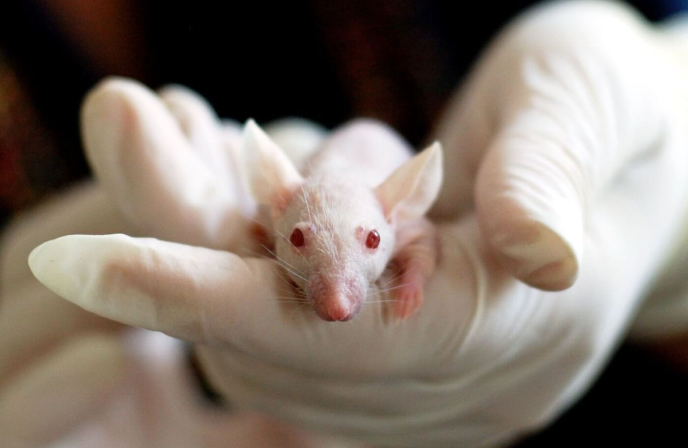 A white mouse held in a gloved hand