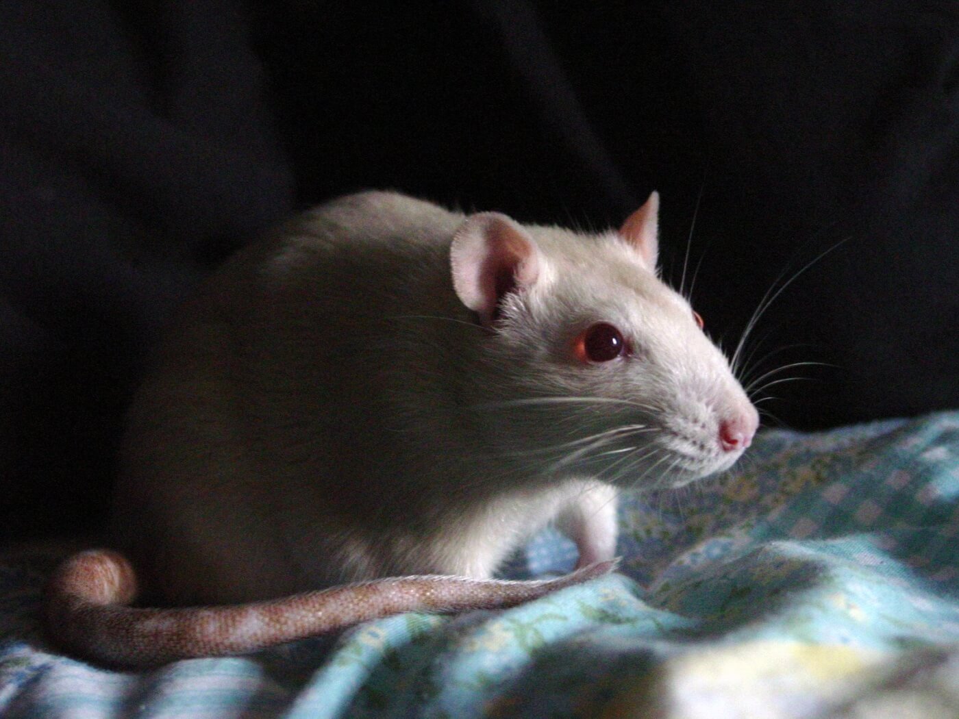 A white rat sits on a blue blanket