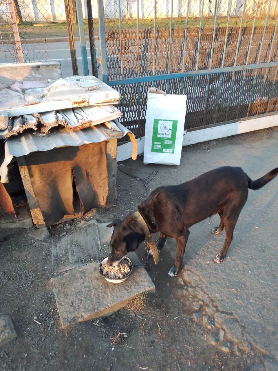 A dog eats from a bowl of food on the streets of Ukraine