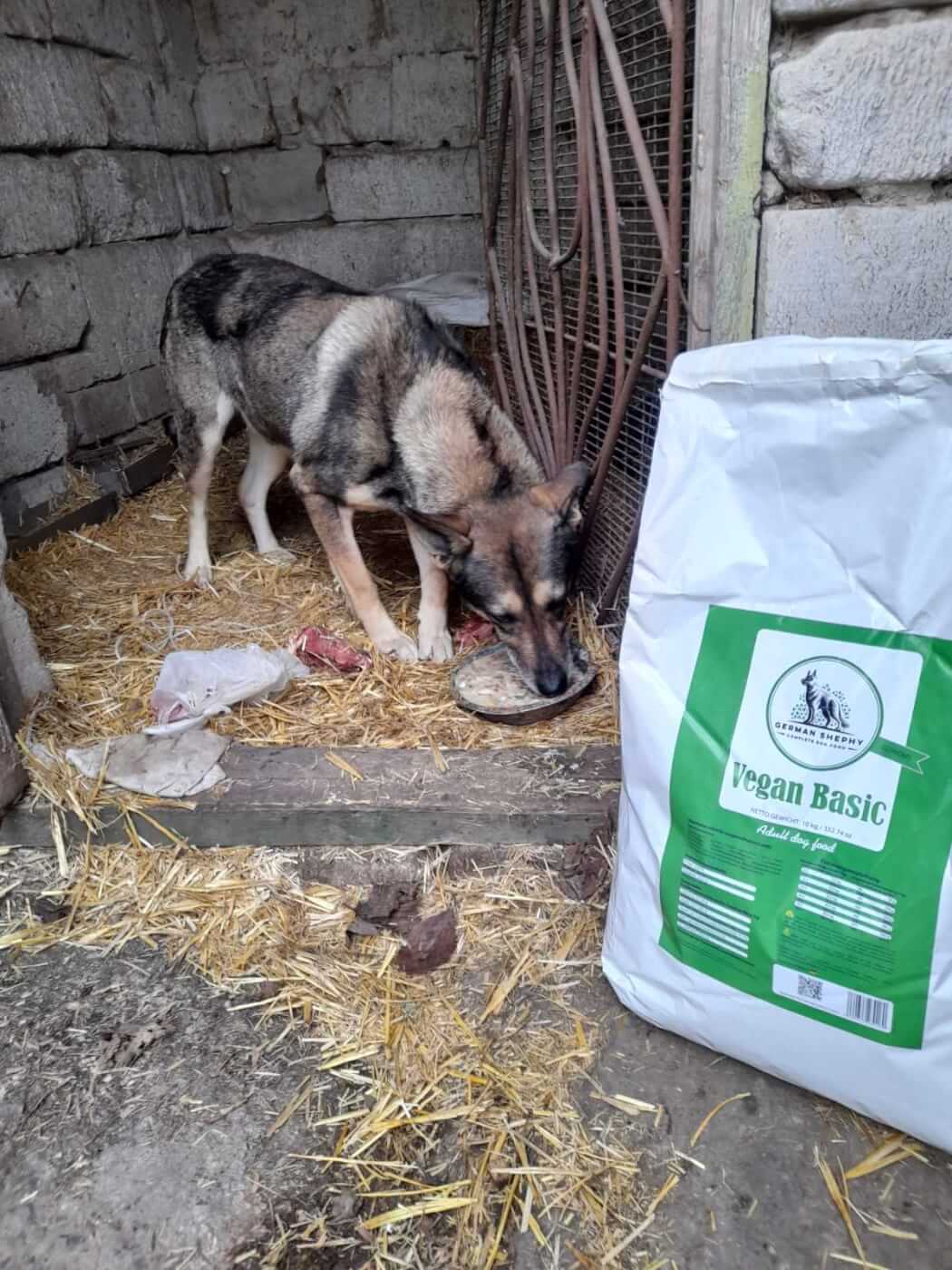 A dog eats from a bowl of food on the streets of Ukraine