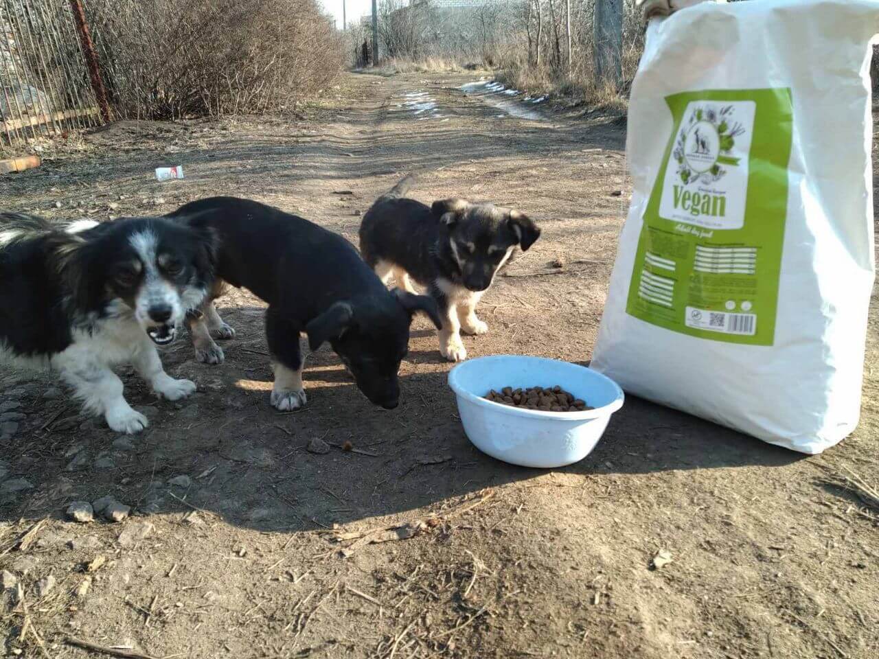 Three puppies eat from a bowl of food on the streets of Ukraine