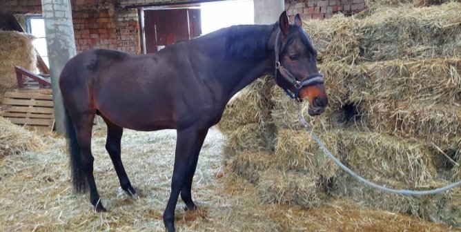 A brown horse eating straw