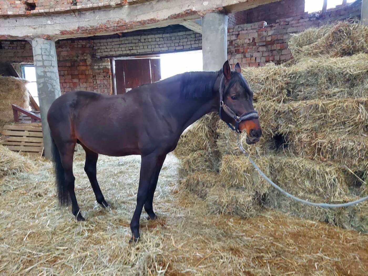 A brown horse eating straw