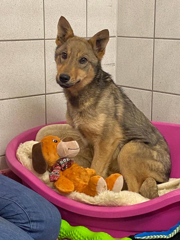 Boni the dog five months after being rescued in Ukraine