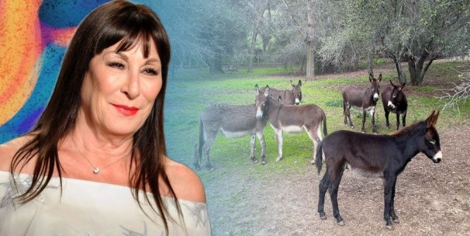 Here’s How This Donkey-Rescuing Celeb Is Taking Action in Greece