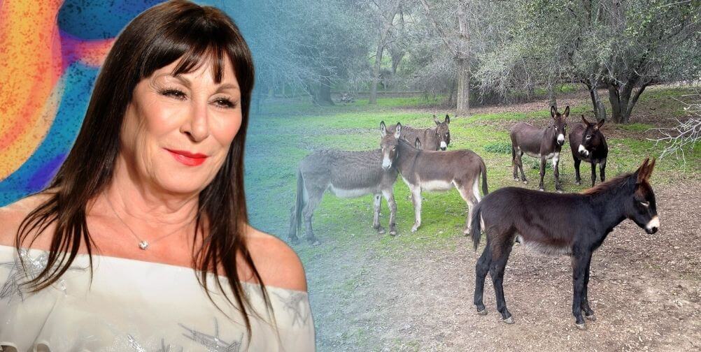 Anjelica Huston and donkeys