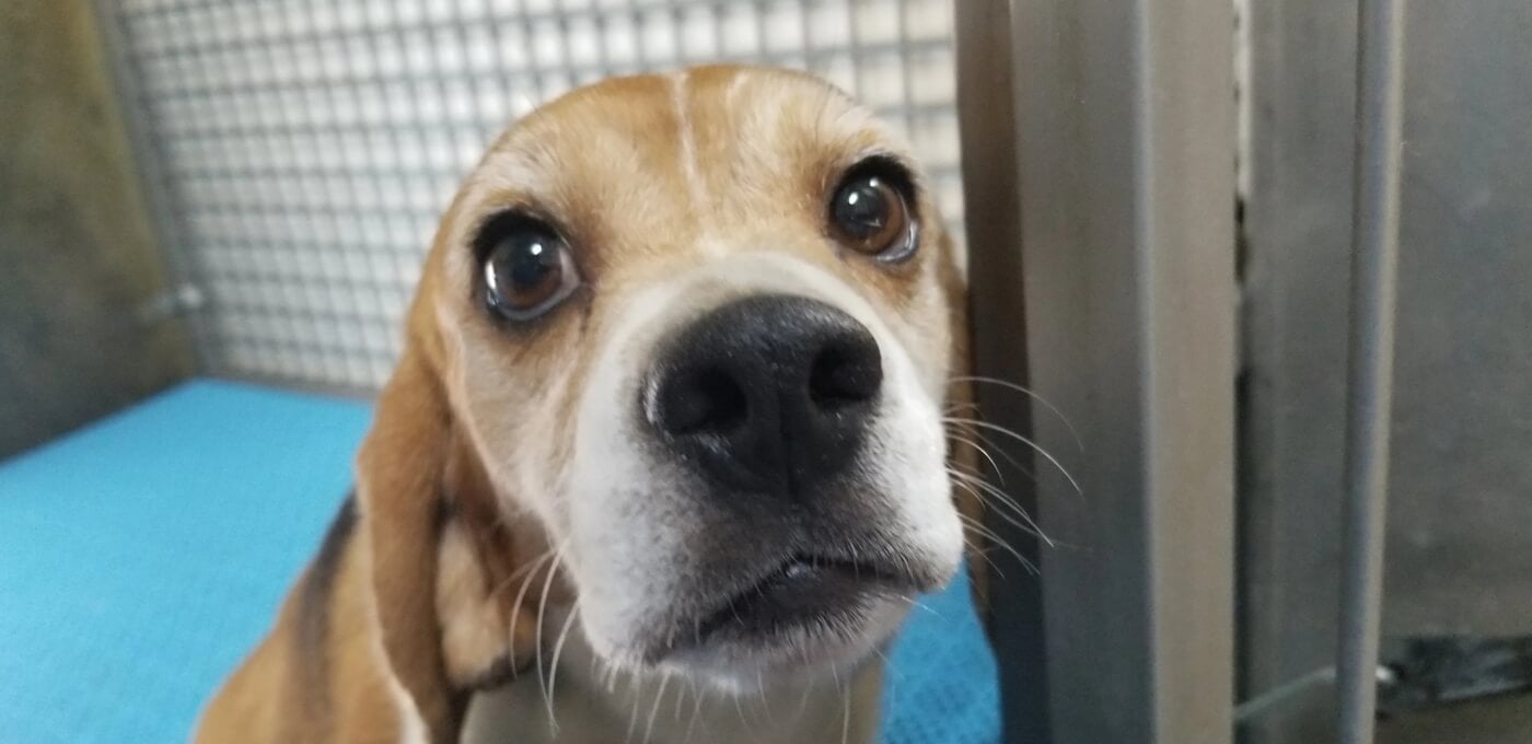beagle at envigo from PETA's investigation in a cage with blue flooring