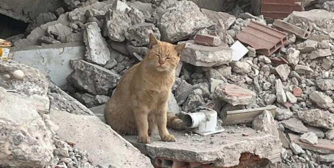 Animals Still Desperate in Syria and Turkey Months After the Earthquakes