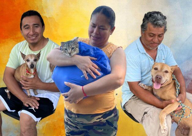 Cancún Spay-a-Thon Reaches Hundreds of Dogs and Cats