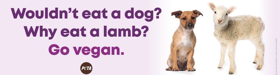 Wouldn’t Eat A Dog? Why Eat A Lamb? Go Vegan.