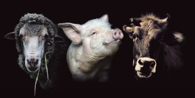 End Speciesism. We, Too, Feel Pain, Love, Joy, And Fear. (sheep, pig, cow, no hashtag)