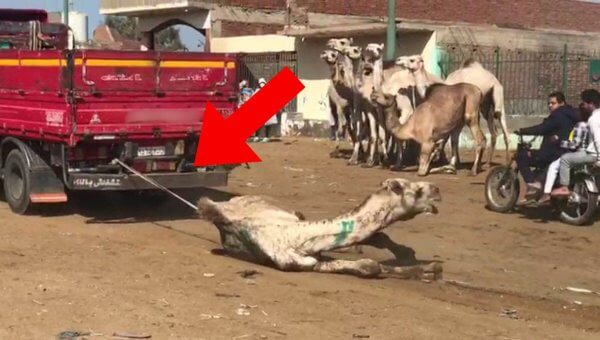 You’d Never Get Taken for a Ride, but You Can Still Help Camels Forced to Give Them