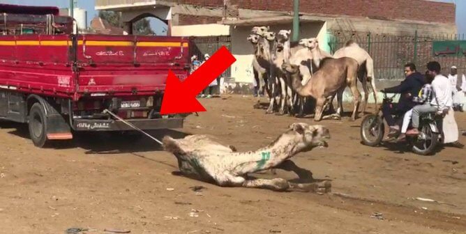 You’d Never Get Taken for a Ride, but You Can Still Help Camels Forced to Give Them