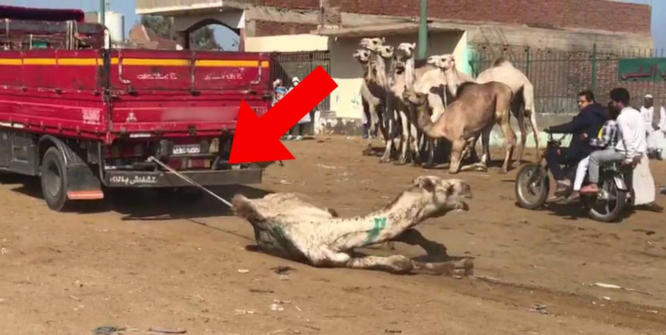 red arrow points to camel being pulled by truck