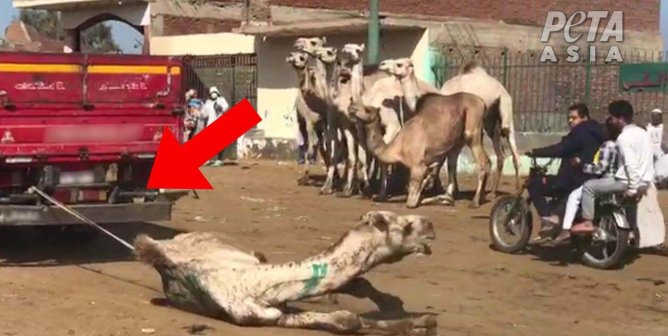You’d Never Get Taken for a Ride, but You Can Still Help Camels Forced to Give Them