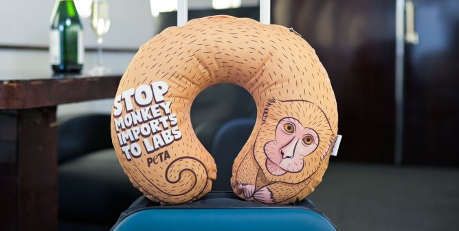 See How These Top Oscar®️ Nominees Can Help End Monkey Experiments