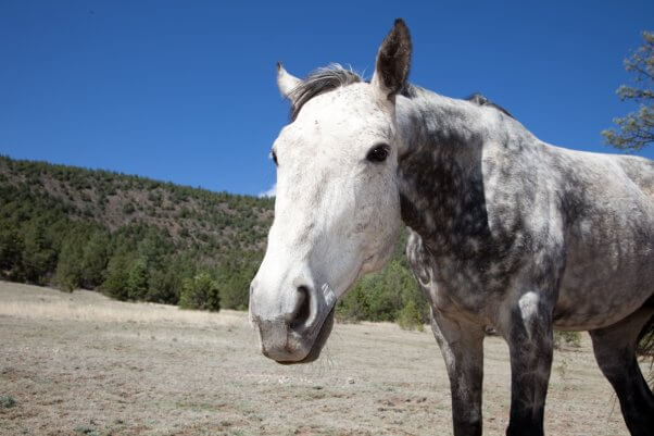 Gray Man the Horse with desert background