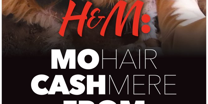 H&M: Mohair Cashmere From Cruelty. H&M Still Profits From Cruel Cashmere.