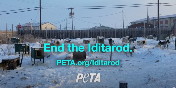 Diane Warren: ‘I’m Standing With You.’ End The Iditarod. 0:30