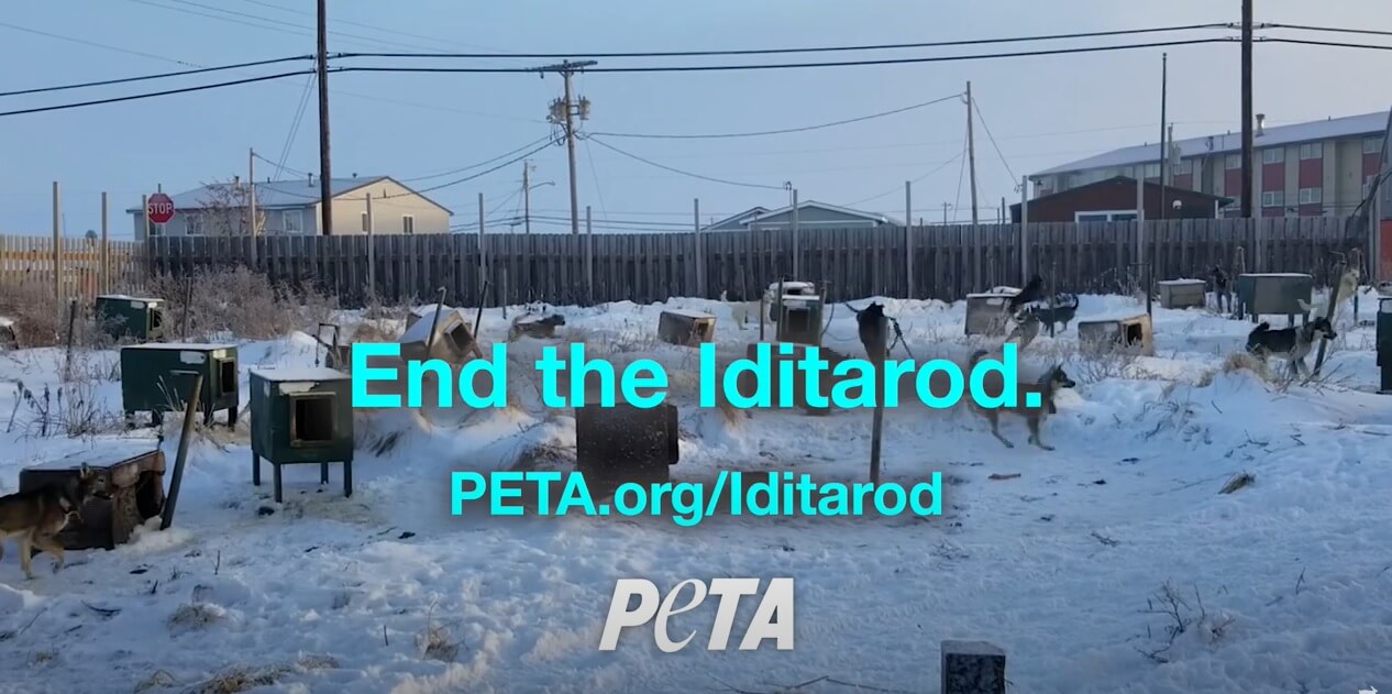 Diane warren i m standing with you end the iditarod 0 30 peta