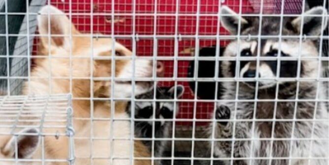 Kokas Exotics raccoons confined in a cage