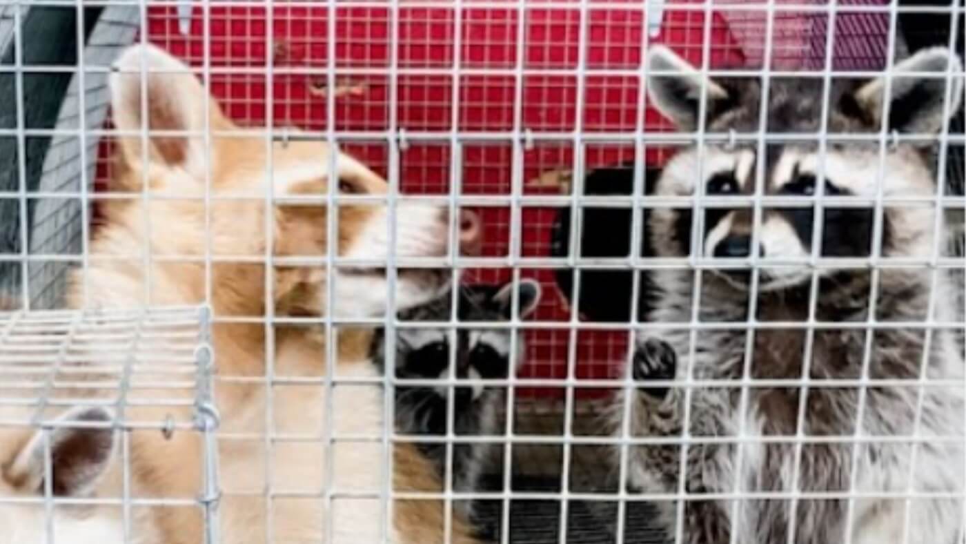 Kokas caged raccoons feat im Kokas Is No Joke! Seedy Exotic-Animal Breeder Exposed