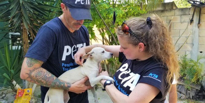 PETA fieldworkers help dog in the field in Cancun