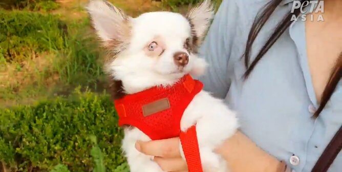 Paalang the dog in her rescuer's arms