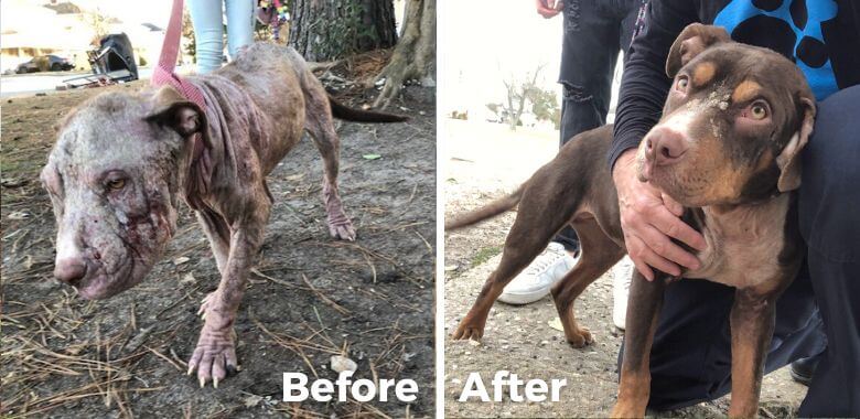 PETA Fieldworkers Help Roxy the Dog Get Her Moxie Back