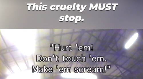 Shriners International: This Cruelty Must Stop. Ban Animal Circuses. 0:30