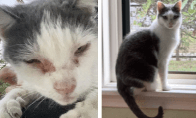 A Week in the Life of PETA’s Cruelty Investigations Department