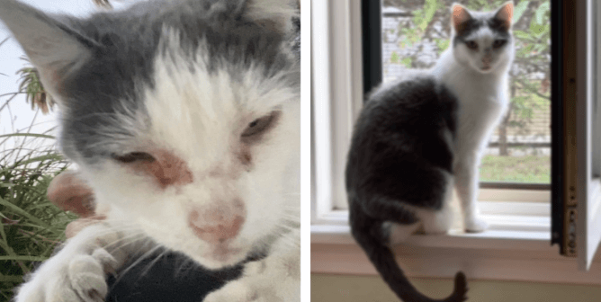 A Week in the Life of PETA’s Cruelty Investigations Department
