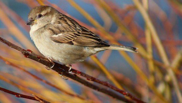 Tell NSF to Kill the Money Flow to LSU Experimenter—Before She Kills More Birds