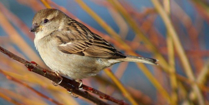 Tell NSF to Kill the Money Flow to LSU Experimenter—Before She Kills More Birds