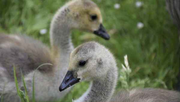 Victory: Galesburg, Illinois, City Council Swears Off Goose Massacres!