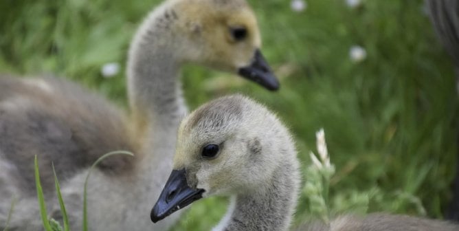 Victory: Galesburg, Illinois, City Council Swears Off Goose Massacres!