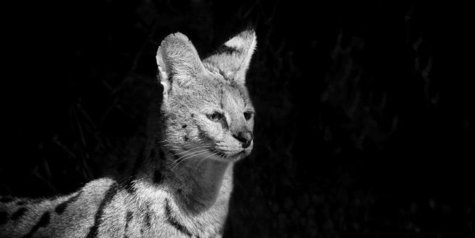 black and white image of an African serval cat