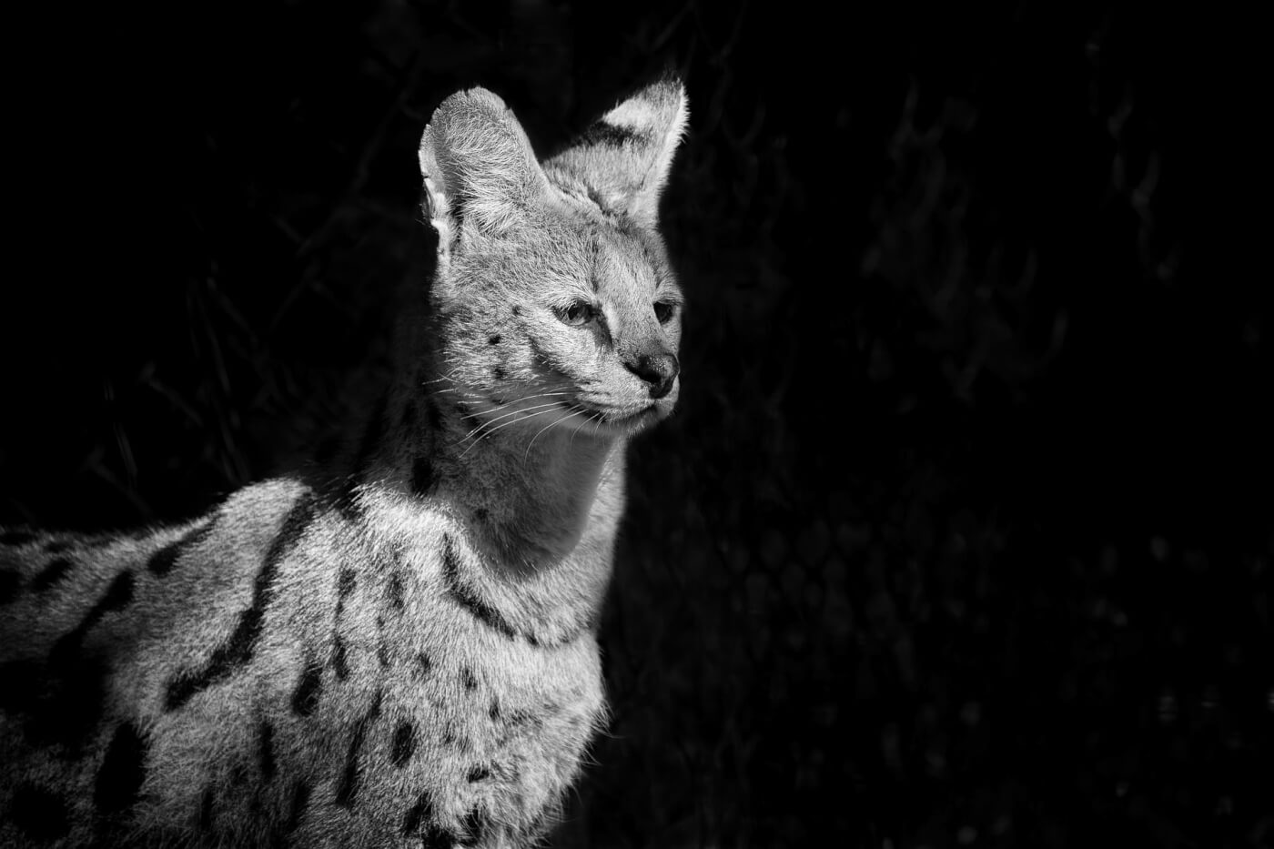 african serval cat Cocaine Cat: African Serval in Ohio Tests Positive for Drug