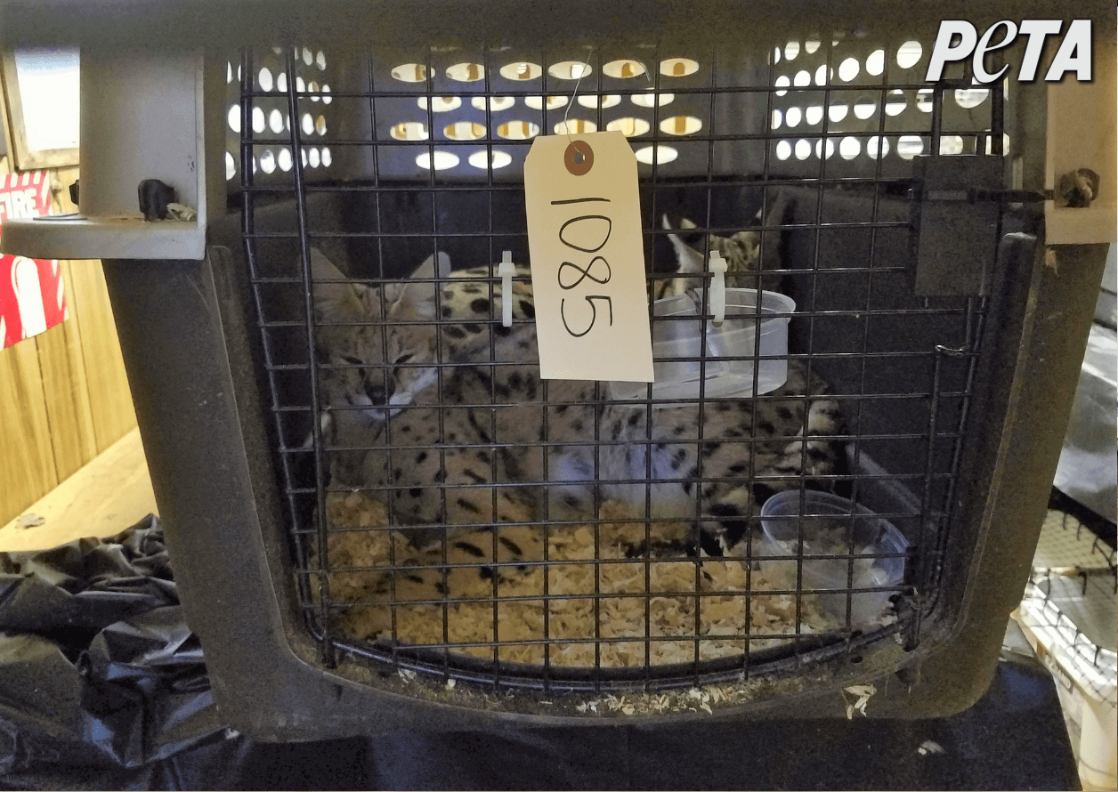 African serval cats for sale at an auction