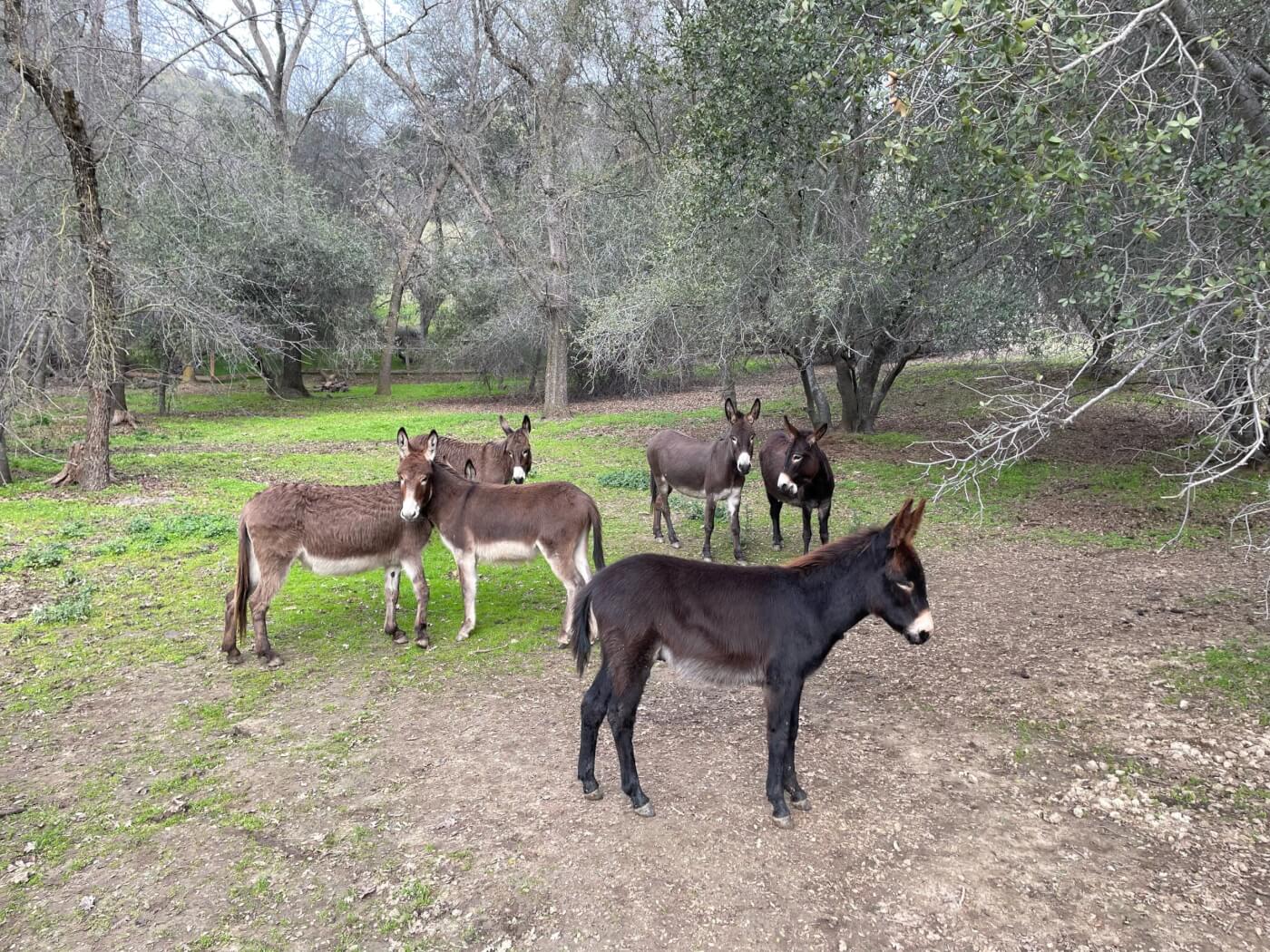 Photo of six donkeys standing in a small clearing surrounded by trees