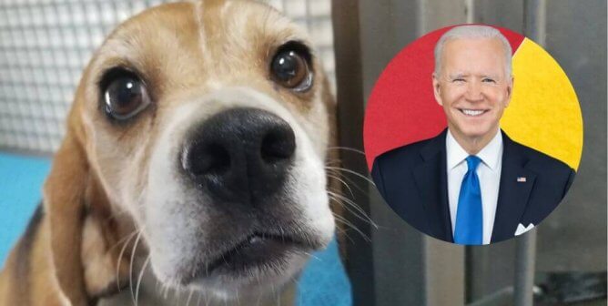 Why Is PETA Urging President Biden to Fire These Top USDA Officials?