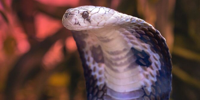 Victory! No Animals to Be Killed in Cobra Gold 2023 Military Drill