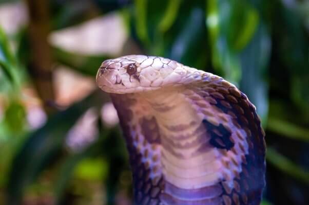 Cobra close up with green background of leaves and other nature
