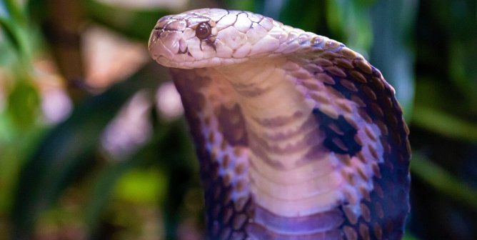 Cobra close up with green background of leaves and other nature