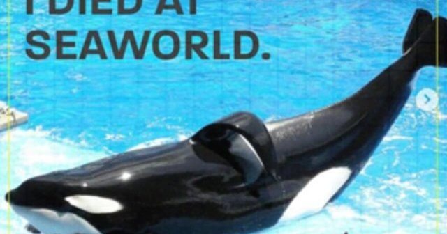SeaWorld’s Speciesism