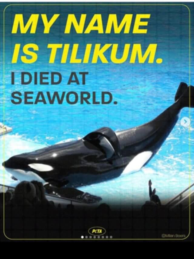 SeaWorld’s Speciesism