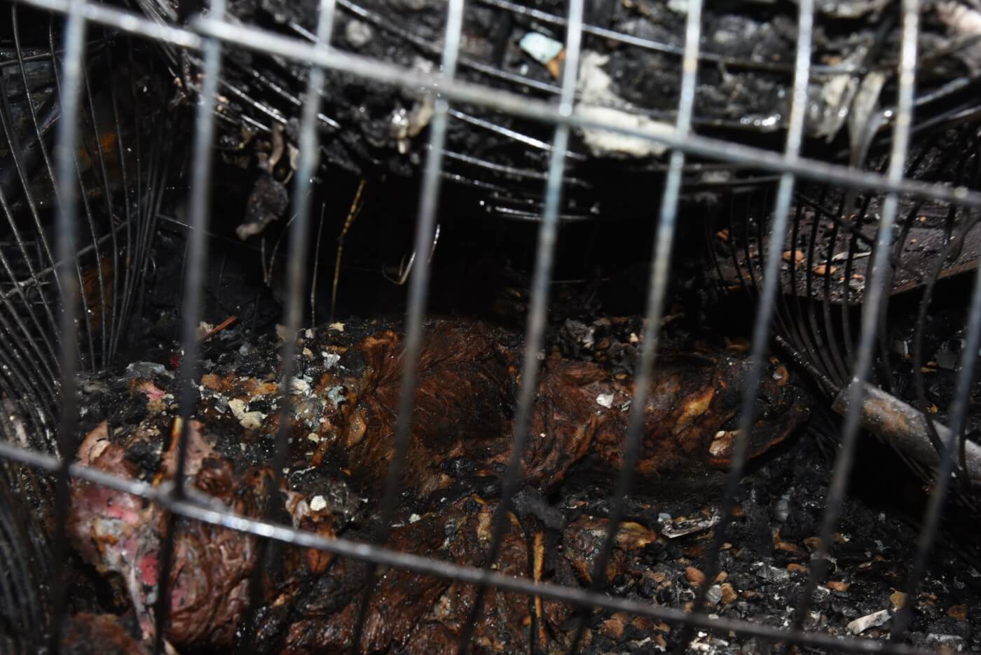 A single pit bull is shown dead in a small wire cage, their body burned.